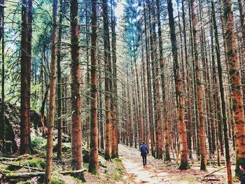 Man walking amidst trees in forest