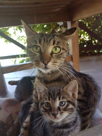 Portrait of tabby cat