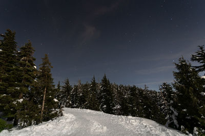 Low angle view of snow covered trees against sky at night