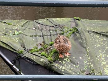 High angle view of turtle in lake
