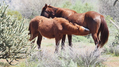 Horses in a field