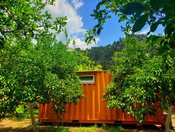 Plants and trees by building against sky