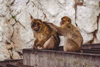 Cats sitting on wood