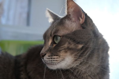 Close-up of a cat looking away