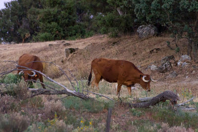 Horses in a field