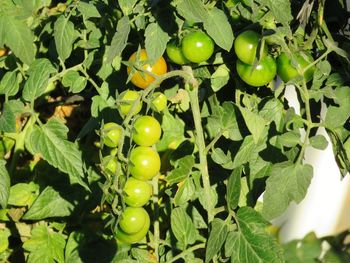 Close-up of fruits growing on plant