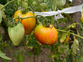 Close-up of oranges growing on plant