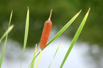 Close-up of red flowering plant