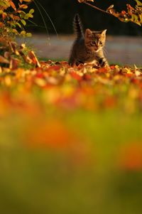 Cat sitting on field