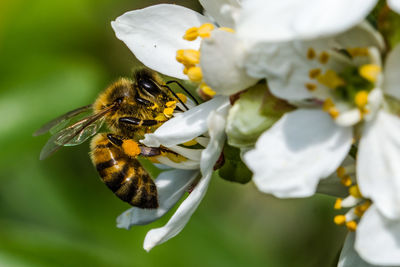 Close-up of bee pollinating on white flower