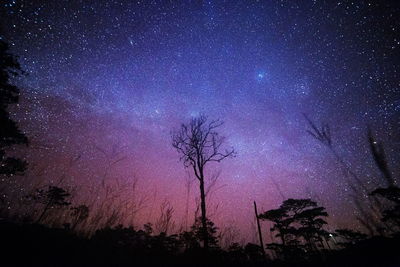 Low angle view of trees against sky at night