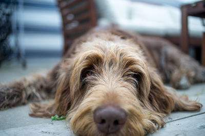 Close-up portrait of dog relaxing on floor