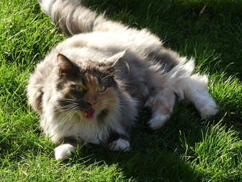 Cat lying on grass