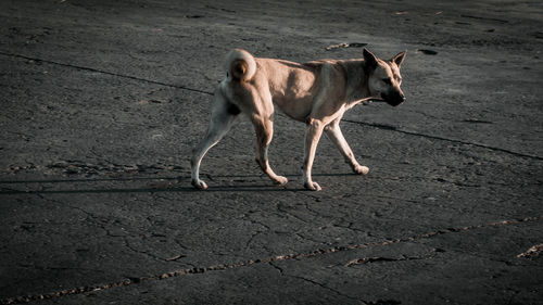 Dog looking away