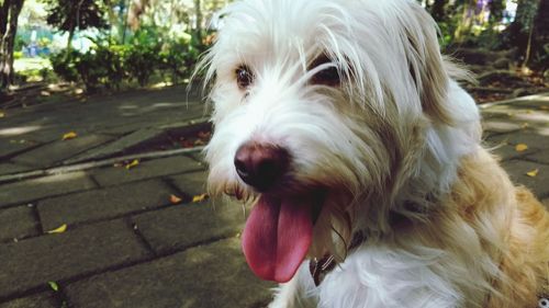 Close-up of dog looking away