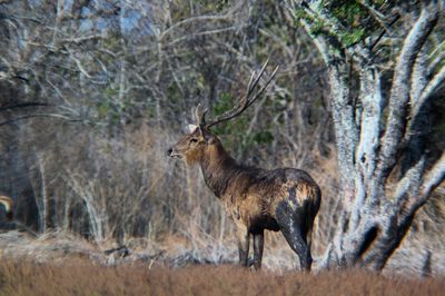 Giraffe in forest