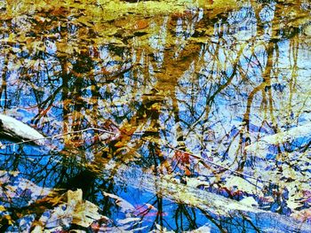 Reflection of trees in lake