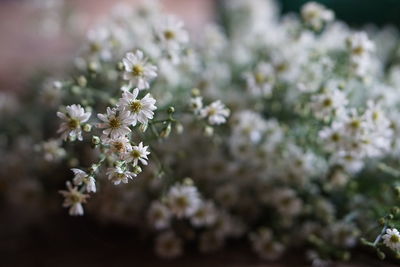 Close-up of white flowering plant