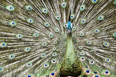 Close-up of peacock