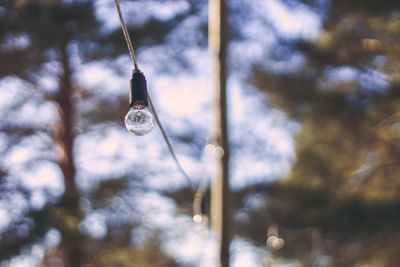 Low angle view of light bulb hanging against trees