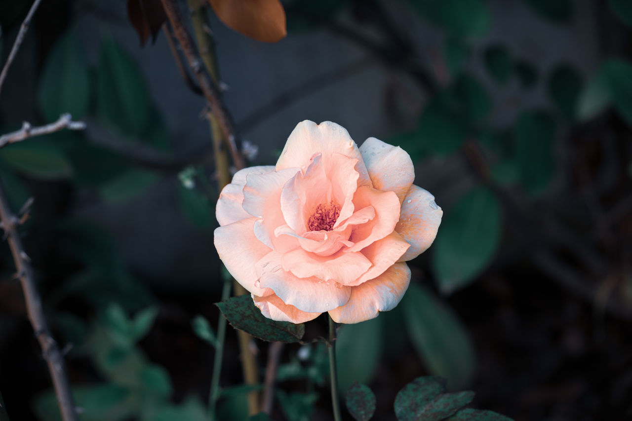 flower, plant, flowering plant, beauty in nature, petal, nature, freshness, close-up, flower head, inflorescence, rose, pink, growth, fragility, focus on foreground, leaf, plant part, no people, macro photography, outdoors, springtime, botany, blossom, tree