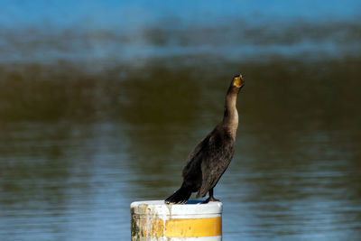 Bird perching on wood against sky