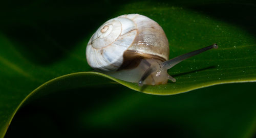 Close-up of snail on leaf