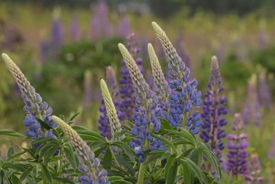 Close-up of purple flowers