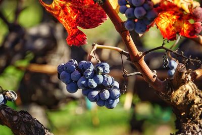 Close-up of grapes growing on tree