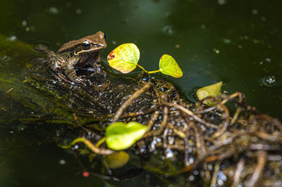 Close-up of frog on leaves in lake