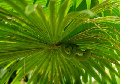 Full frame shot of green leaf