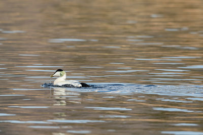 Side view of a duck swimming in lake