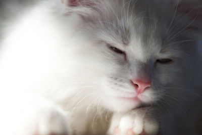 White cute fluffy sleeping kitten with pink nose close up portrait. copy space