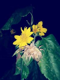 Close-up of yellow flowers