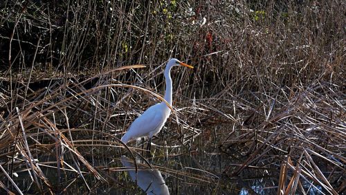 Bird perching on a tree