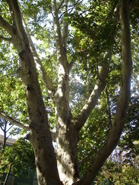 Low angle view of trees in forest