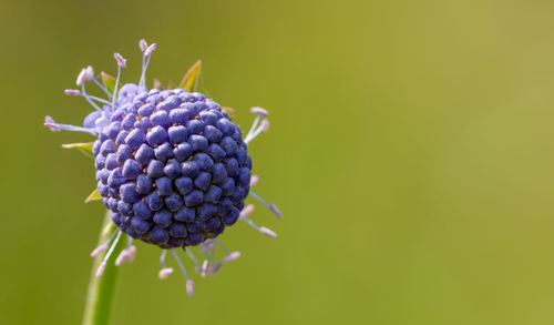 Close-up of blue flower growing on plant