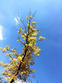 Low angle view of flowering tree against blue sky