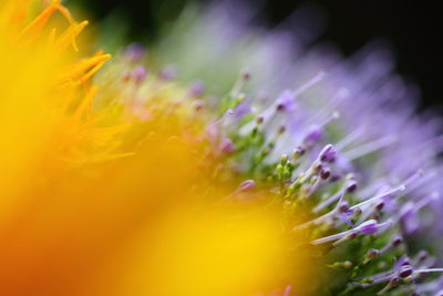 Close-up of purple flower blooming outdoors