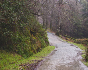 Road amidst trees in forest