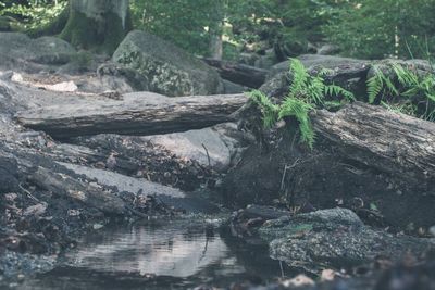 Stream flowing through forest