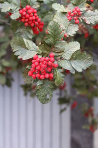 Close-up of red berries growing on plant