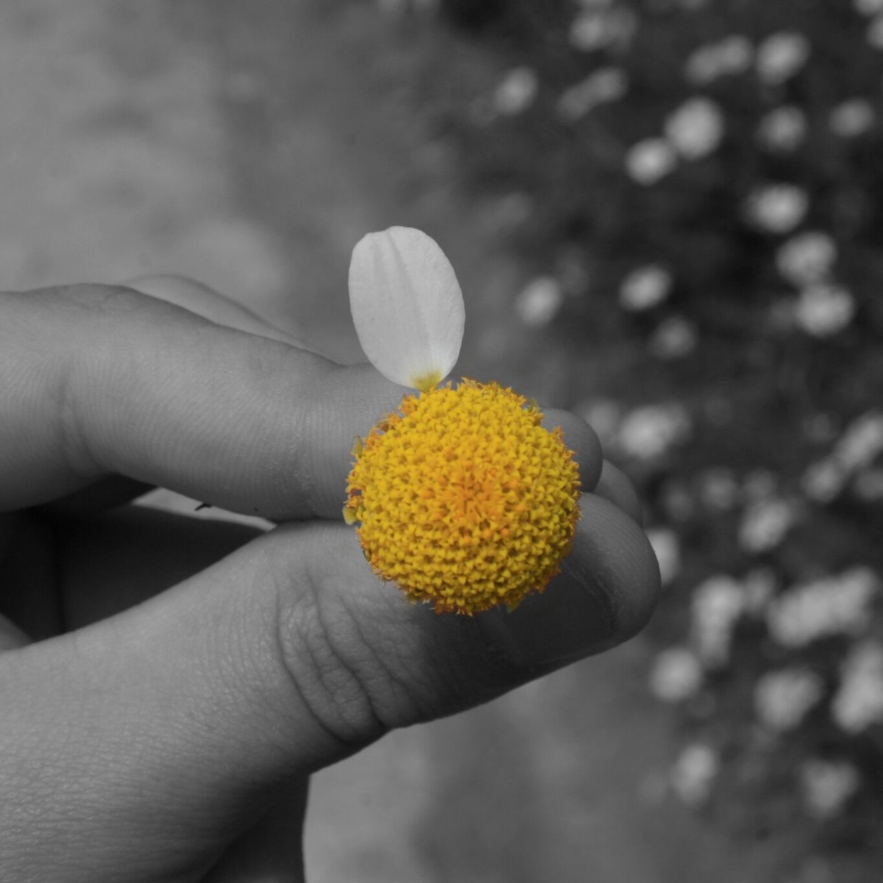 person, holding, flower, yellow, freshness, fragility, part of, flower head, cropped, human finger, single flower, petal, close-up, focus on foreground, unrecognizable person, personal perspective, white color