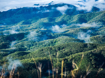 Scenic view of forest against sky