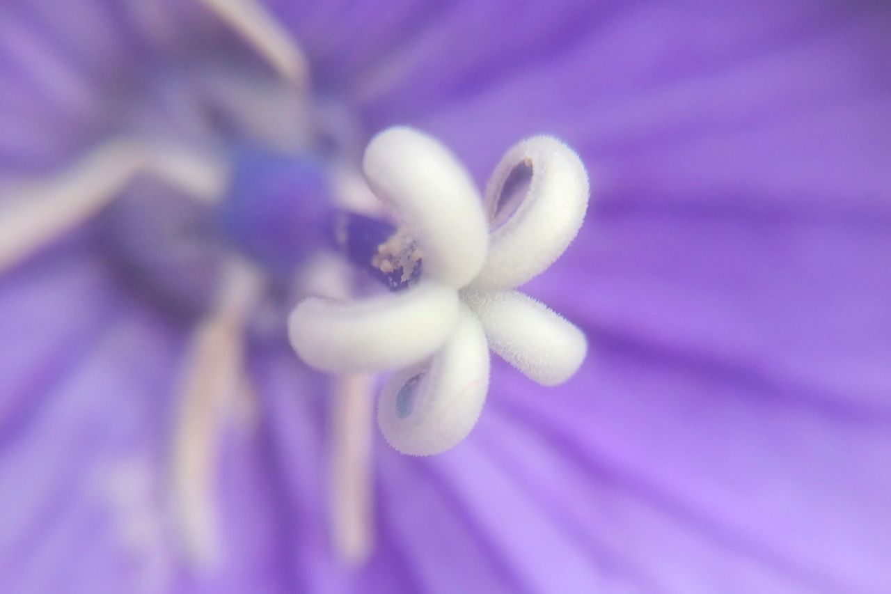 MACRO SHOT OF PURPLE FLOWER