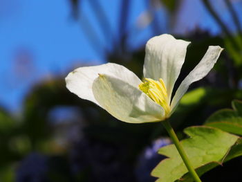 Close-up of flower