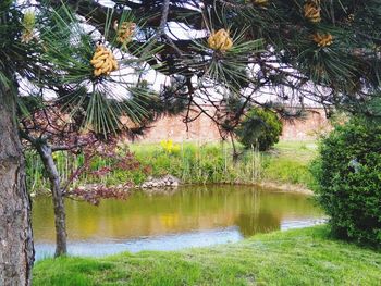 Scenic view of lake by trees