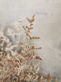 Close-up of snow on land