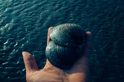 Person holding seashells