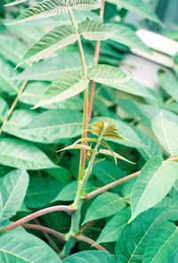 Close-up of fresh green plant